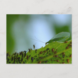 Green Lacewing Aphid Buffet Postkarte