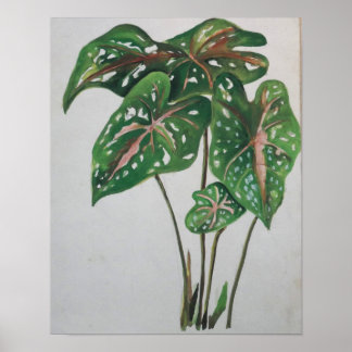 Green Leaf Botanical Wall Art Print Poster