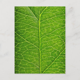 green leaf postkarte