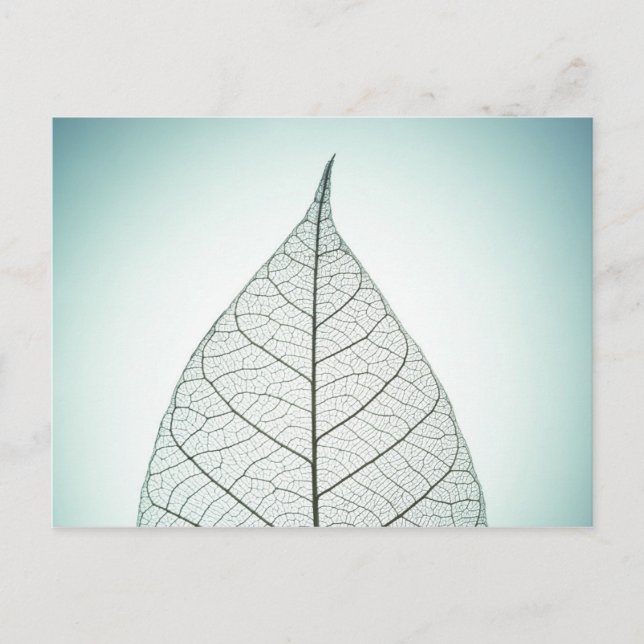 Green Leaf Skeleton Postkarte (Vorderseite)
