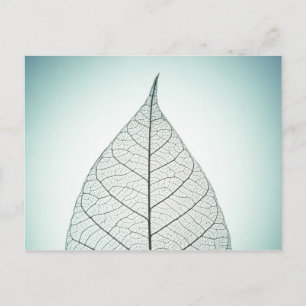 Green Leaf Skeleton Postkarte