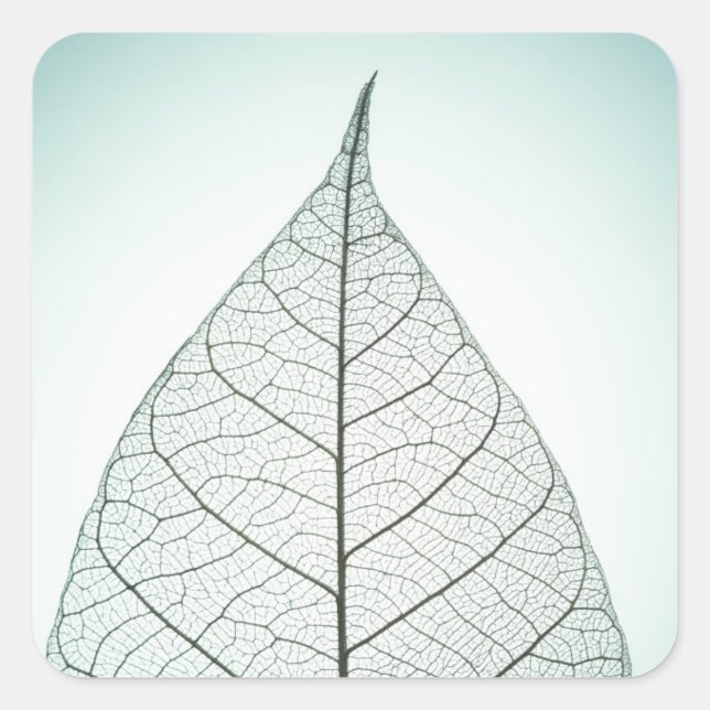 Green Leaf Skeleton Quadratischer Aufkleber (Vorderseite)