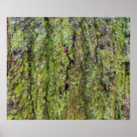 Green Lichen auf Tree Bark Nature