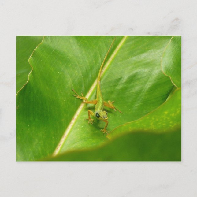 Green Lizard auf grünem Leaf Postkarte (Vorderseite)