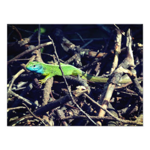 Green Lizard Foto