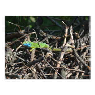 Green Lizard Foto Foto druckt