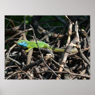 Green Lizard Foto Prints Poster