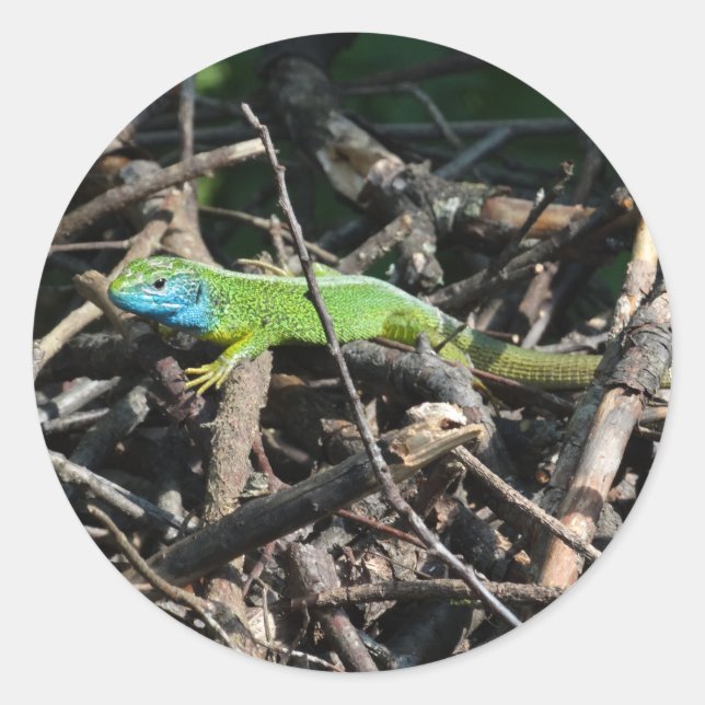 Green Lizard Foto Sticker (Vorderseite)