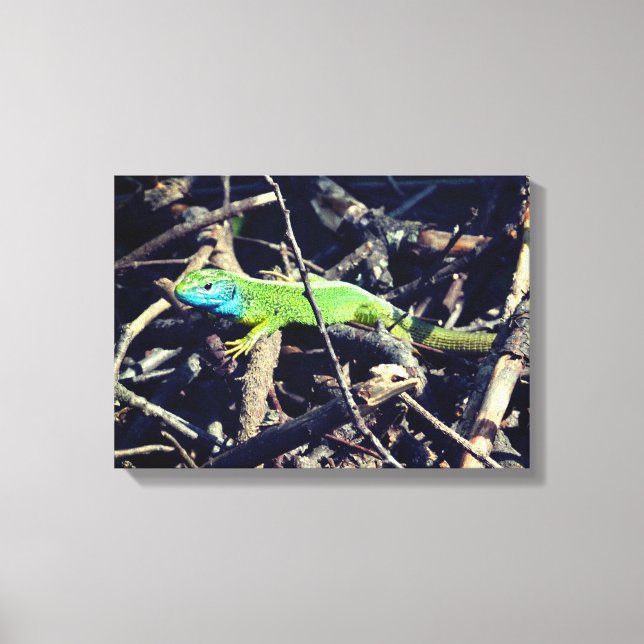 Green Lizard Foto Wrapper Leinwand (Vorderseite)