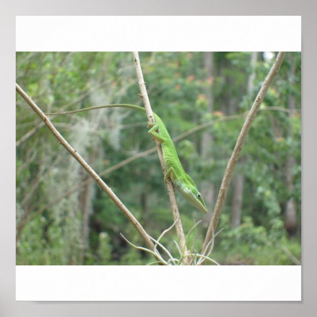 Green Lizard Poster (Vorne)