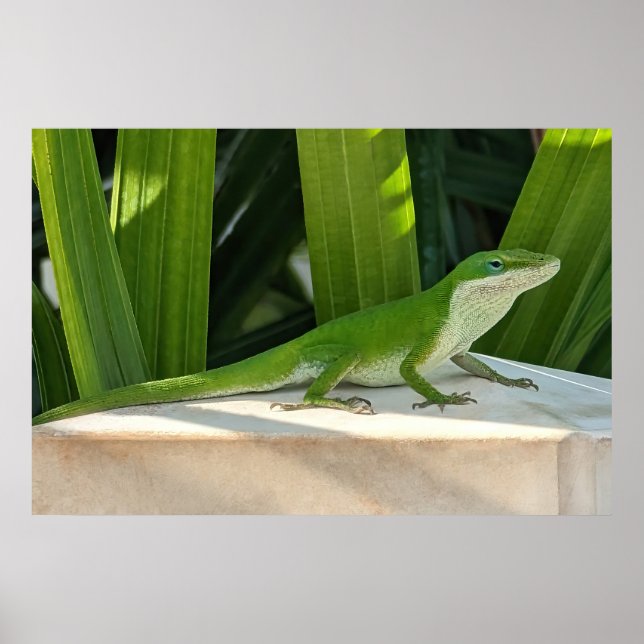 Green lizard Poster (Vorne)