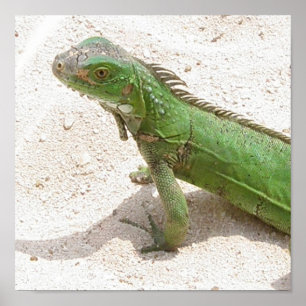 Green Lizard Print Poster