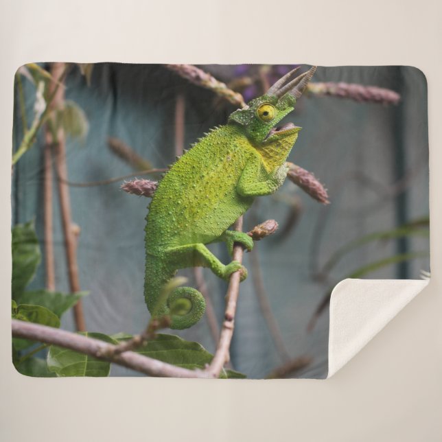 GREEN LIZARD SHERPADECKE (Vorderseite (Horizontal))