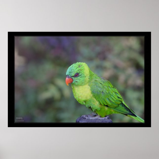 Green Lorikeet Poster (Vorne)
