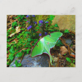 Green Luna Moth Postkarte
