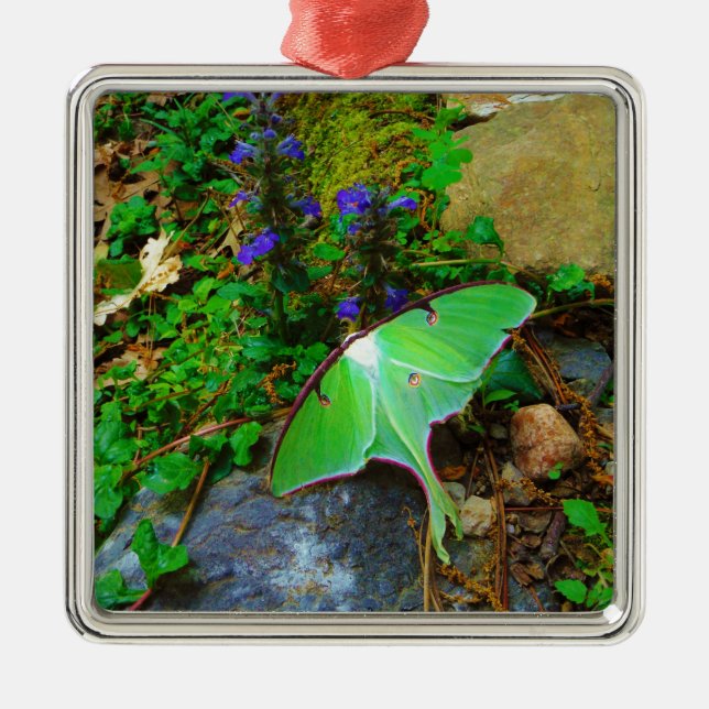 Green Luna Moth Silbernes Ornament (Vorne)