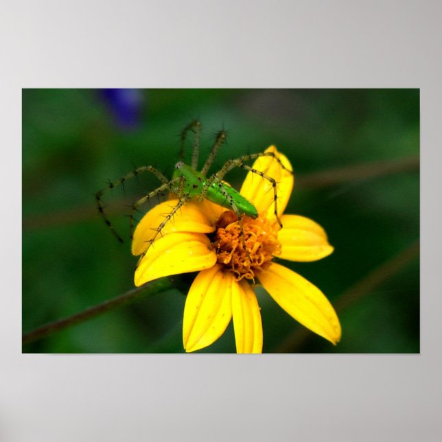 Green Lynx Spider Poster (Vorne)
