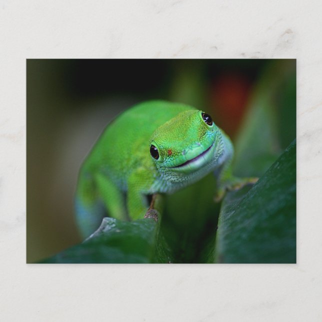 Green Madagascan Day Gecko Postkarte (Vorderseite)