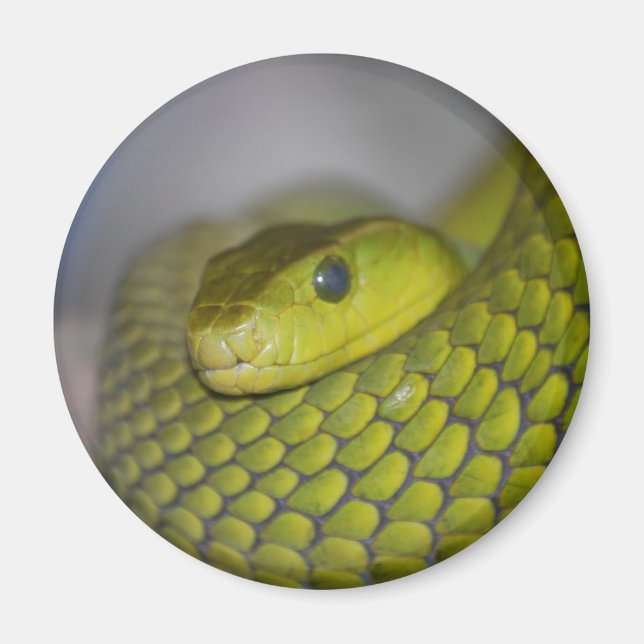 Green Mamba Magnet (Vorne)