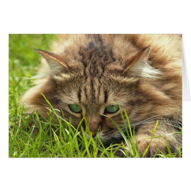 Green Mit Augen Hunter (Vorderseite (Horizontal))