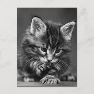 Green Mit Augen Kitten Postkarte