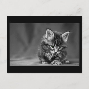 Green Mit Augen Kitten Postkarte