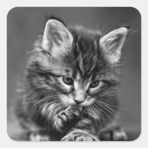 Green Mit Augen Kitten Quadratischer Aufkleber