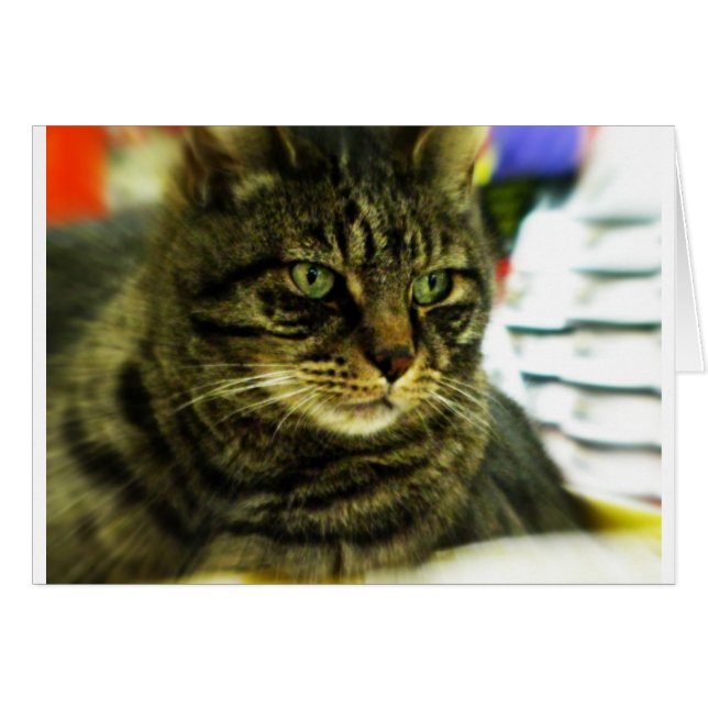 Green Mit Augen Tabby Face (Vorderseite (Horizontal))