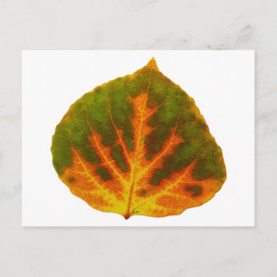 Green Orange & Yellow Aspen Leaf #1 Postkarte