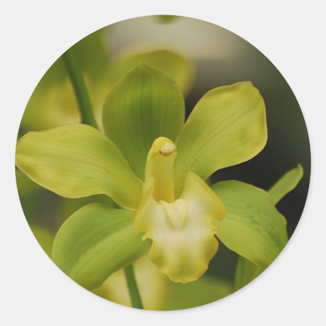 Green Orchid Runder Aufkleber (Vorderseite)