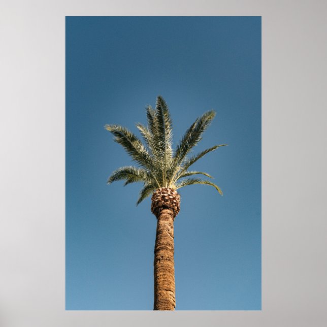 Green palm tree under blue sky in the morning poster (Vorne)