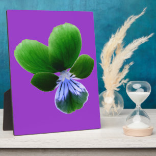 Green Pansy Plaque Fotoplatte