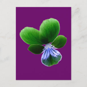 Green Pansy Postcard Postkarte
