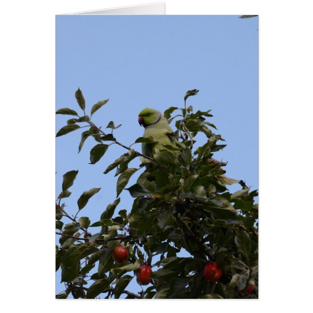 Green Parakeet (Vorne)