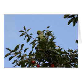 Green Parakeet