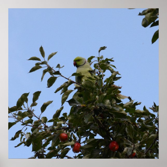 Green Parakeet Poster (Vorne)