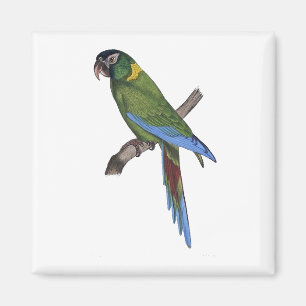 Green Parrot Macaw Kunsthandwerk Malerei Magnet