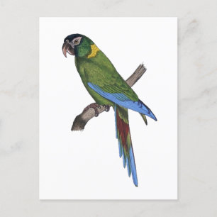 Green Parrot Macaw Kunsthandwerk Malerei Postkarte