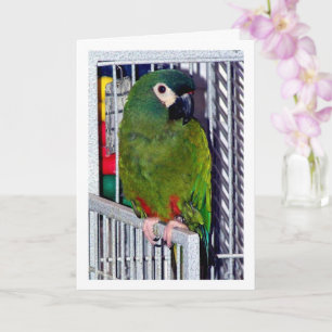 Green Parrot Portrait Karte