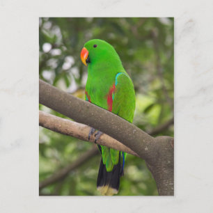 Green Parrot Portrait Postkarte