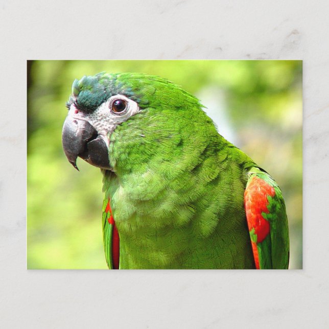 Green Parrot Postcard 2 Postkarte (Vorderseite)