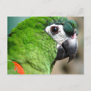 Green Parrot Postcard Postkarte