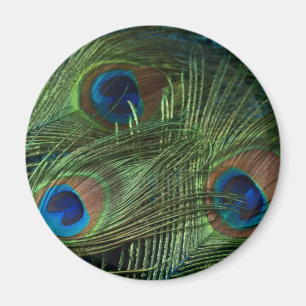 Green Peacock Feathers Magnet
