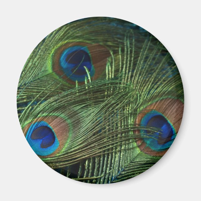 Green Peacock Feathers Magnet (Vorne)