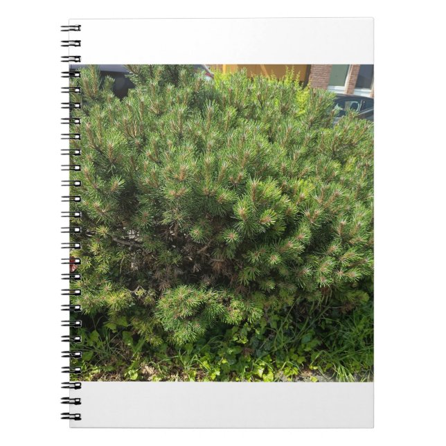 Green Pine Bush Nature Notebook Notizblock (Vorderseite)