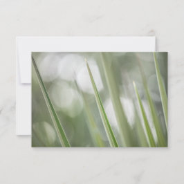 Green Pointy Pflanze Nature Foto