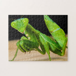 Green Praying Mantis Nah-up Foto Puzzle
