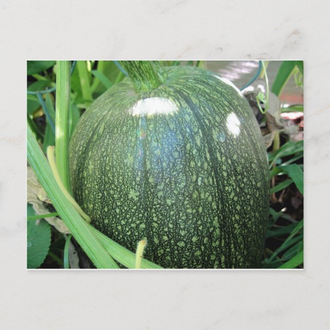 Green Pumpkin Postkarte (Vorderseite)