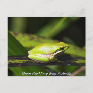 Green Reed Frog Postkarte