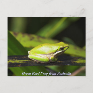 Green Reed Frog Postkarte